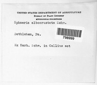 Sphaeria albocrustata image